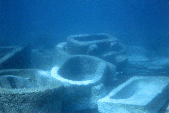 thm_sarc.gif (18579 byte)